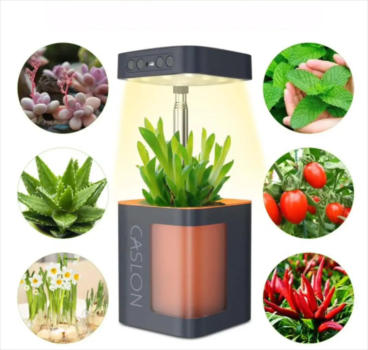 栽培可能な植物