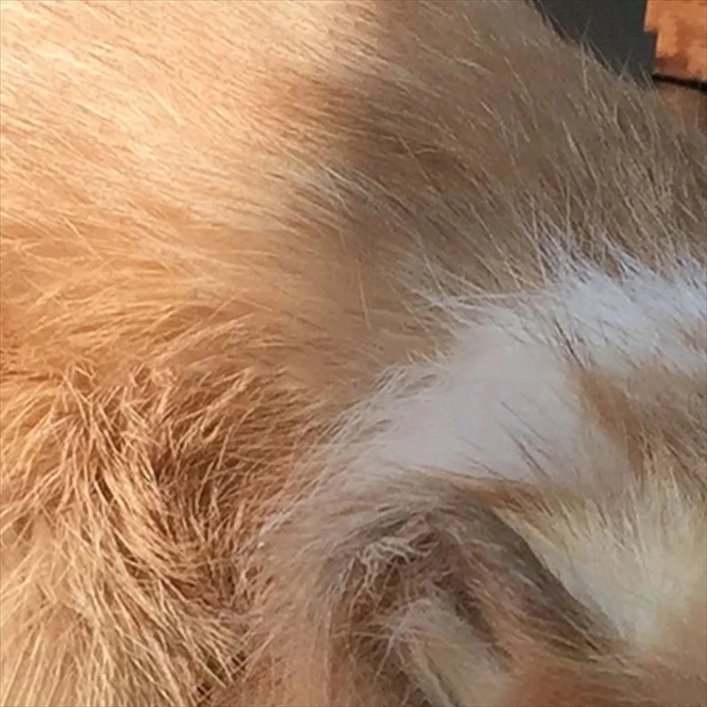 リアル猫ぬいぐるみの詳細画像