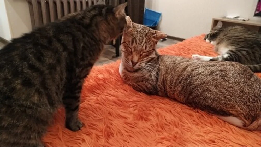 複数の猫クッションが並んでいる様子