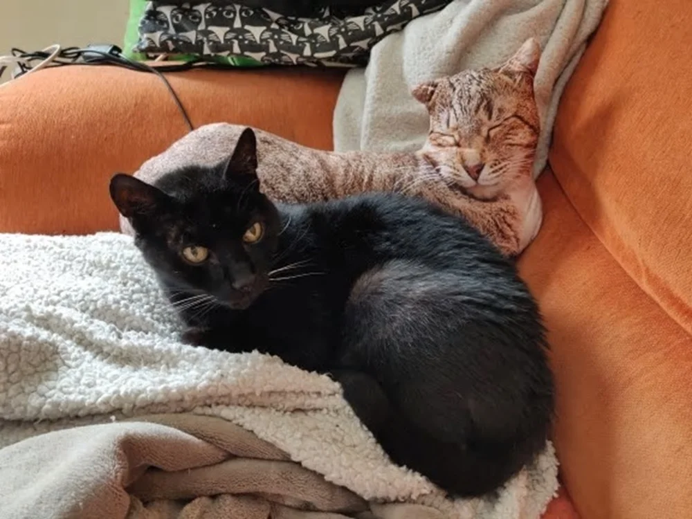 猫クッションを実際に使用しているインテリアイメージ